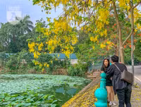 Hồ Tây bất ngờ nhuộm vàng rực rỡ trong sắc hoa muồng hoàng yến