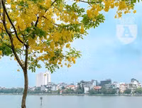 Hồ Tây bất ngờ nhuộm vàng rực rỡ trong sắc hoa muồng hoàng yến