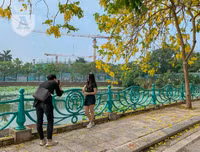 Hồ Tây bất ngờ nhuộm vàng rực rỡ trong sắc hoa muồng hoàng yến