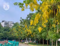 Hồ Tây bất ngờ nhuộm vàng rực rỡ trong sắc hoa muồng hoàng yến