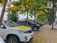 Hồ Tây bất ngờ nhuộm vàng rực rỡ trong sắc hoa muồng hoàng yến