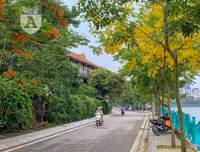 Hồ Tây bất ngờ nhuộm vàng rực rỡ trong sắc hoa muồng hoàng yến