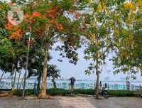 Hồ Tây bất ngờ nhuộm vàng rực rỡ trong sắc hoa muồng hoàng yến