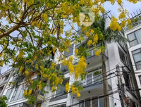 Hồ Tây bất ngờ nhuộm vàng rực rỡ trong sắc hoa muồng hoàng yến