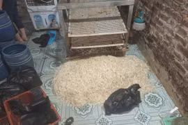 Dùng chất cấm sản xuất giá đỗ, một chủ cơ sở bị khởi tố