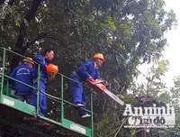 Hà Nội: Mời người dân cùng giám sát việc đánh chuyển 1.159 cây xanh trên đường Phạm Văn Đồng