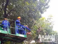 Hà Nội: Mời người dân cùng giám sát việc đánh chuyển 1.159 cây xanh trên đường Phạm Văn Đồng