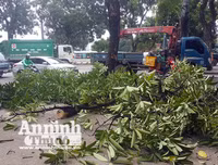 Hà Nội: Mời người dân cùng giám sát việc đánh chuyển 1.159 cây xanh trên đường Phạm Văn Đồng