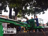 Hà Nội: Mời người dân cùng giám sát việc đánh chuyển 1.159 cây xanh trên đường Phạm Văn Đồng