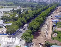 Hà Nội: Mời người dân cùng giám sát việc đánh chuyển 1.159 cây xanh trên đường Phạm Văn Đồng