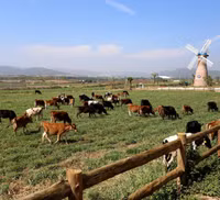 Khám phá trang trại Vinamilk Organic chuẩn châu Âu trên cao nguyên Đà Lạt