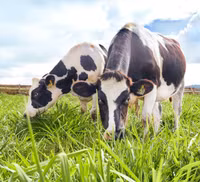 Khám phá trang trại Vinamilk Organic chuẩn châu Âu trên cao nguyên Đà Lạt