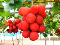 Khám phá văn hóa đặc sắc thế giới qua những phong tục đón năm mới