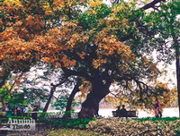 [ẢNH] Ngỡ ngàng với bản giao hưởng màu sắc của các loài hoa bên hồ Gươm