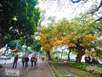 [ẢNH] Ngỡ ngàng với bản giao hưởng màu sắc của các loài hoa bên hồ Gươm