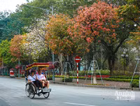 [ẢNH] Ngỡ ngàng với bản giao hưởng màu sắc của các loài hoa bên hồ Gươm