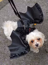 [ẢNH] Những chú chó hóa trang mùa Halloween không thể đáng yêu hơn