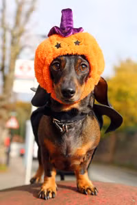 [ẢNH] Những chú chó hóa trang mùa Halloween không thể đáng yêu hơn