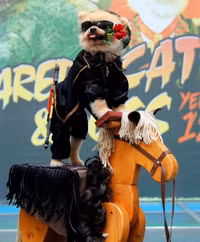 [ẢNH] Những chú chó hóa trang mùa Halloween không thể đáng yêu hơn
