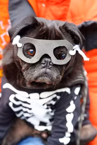 [ẢNH] Những chú chó hóa trang mùa Halloween không thể đáng yêu hơn