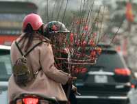 Sắc xuân trên phố phường Hà Nội