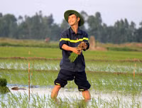 Những chiến sĩ công an hăng hái xuống đồng giúp dân cấy lúa