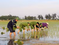 Những chiến sĩ công an hăng hái xuống đồng giúp dân cấy lúa