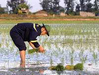 Những chiến sĩ công an hăng hái xuống đồng giúp dân cấy lúa