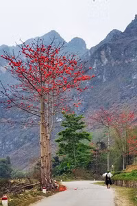 Thắp sáng cao nguyên đá bằng một màu hoa gạo