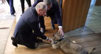 [ẢNH] Thú cưng, quà sinh nhật đặc biệt của Tổng thống Nga Vladimir Putin