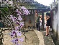 Độc đáo vườn lan huyền thoại có một không hai ở Tuyên Quang