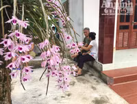 Độc đáo vườn lan huyền thoại có một không hai ở Tuyên Quang