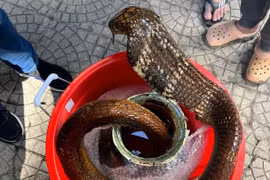 Chặn phi vụ giao dịch rắn hổ mang chúa giá 40 triệu đồng