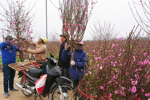 Theo ghi nhận của phóng viên, có rất đông người tìm đến làng đào Nhật Tân để hỏi mua đào về chơi trước Tết. Giá dao động cho những cành nhỏvào khoảng 100.000-200.000 đồng, có cành lên tới 500.000 đồng