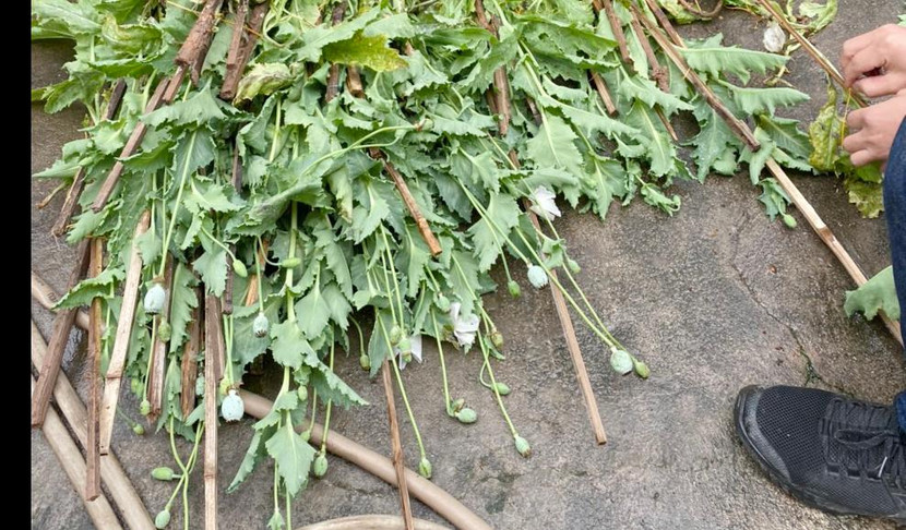 Cây anh túc đã nở hoa, kết quả Cây anh túc đã nở hoa, kết quả