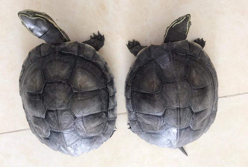 Hai cá thể rùa Nghĩa vận chuyển tiêu thụ thuộc danh mục động vật quý hiếm