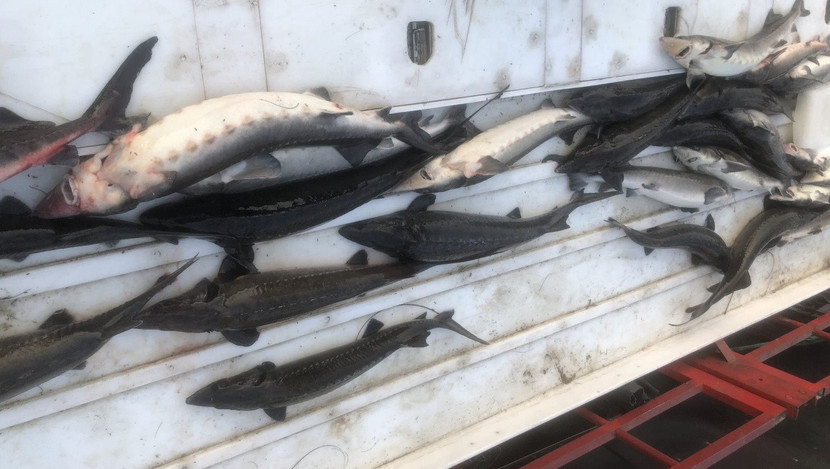 Cá tầm trên xe ô tô tải