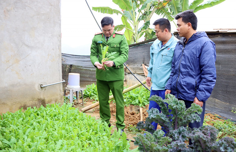 Khi bị phát hiện, cây thuốc phiện đã cao khoảng 30cm Khi bị phát hiện, cây thuốc phiện đã cao khoảng 30cm