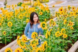 Du khách đổ về Bà Nà tránh nóng, săn ảnh giữa 'biển hoa mặt trời'