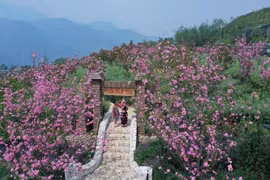 Tháng 4, đừng bỏ lỡ mùa hoa Anh đào nở rộ tại Fansipan