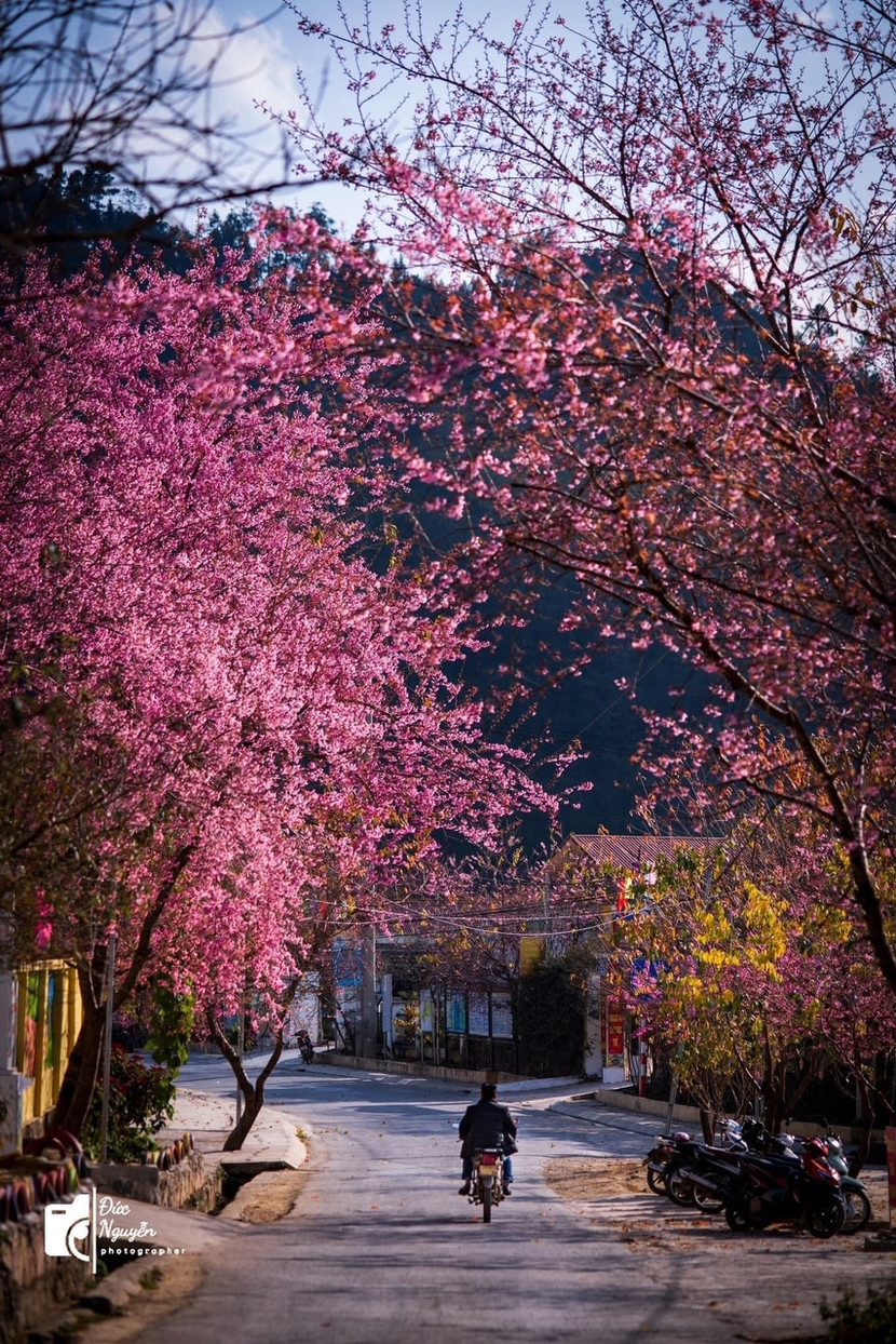 Mùa xuân ở Hà Giang (ảnh: Đức Nguyễn) Mùa xuân ở Hà Giang (ảnh: Đức Nguyễn)