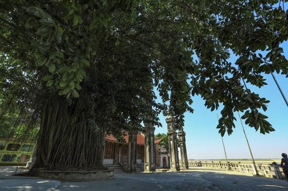 Hình ảnh đình Chèm lúc vẫn còn cây đa (ảnh: Trần Trung Hiếu) Hình ảnh đình Chèm lúc vẫn còn cây đa (ảnh: Trần Trung Hiếu)