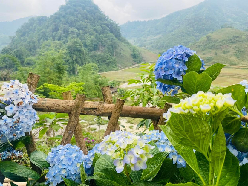 Những bông tú cầu nở rực rõ góc sân nhà Những bông tú cầu nở rực rõ góc sân nhà