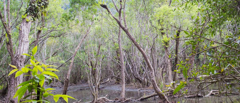 Cây và nước tại Ao Ếch trên đảo Cát Bà Cây và nước tại Ao Ếch trên đảo Cát Bà