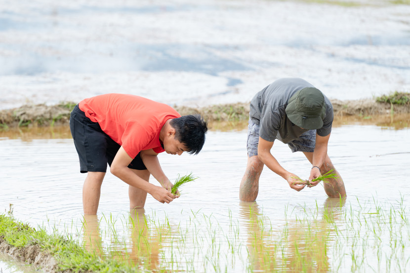 Các ông bố với thử thách cấy lúa