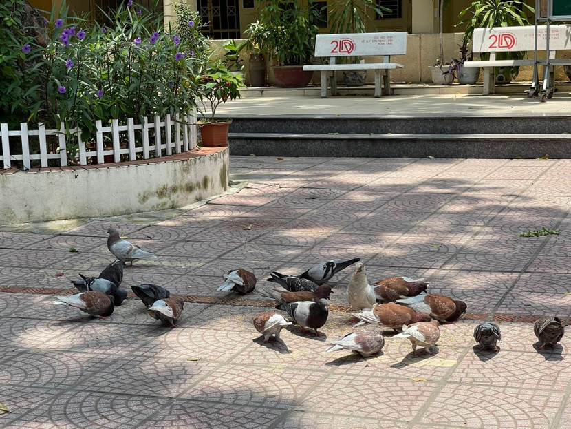 Đang là mùa thi nhưng sân trường lúc này lại hoàn toàn vắng bóng học trò