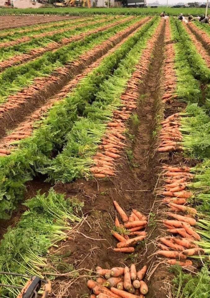 Nông sản Hải Dương chờ giải cứu trước diễn biến dịch Covid-19 vẫn phức tạp Nông sản Hải Dương chờ giải cứu trước diễn biến dịch Covid-19 vẫn phức tạp