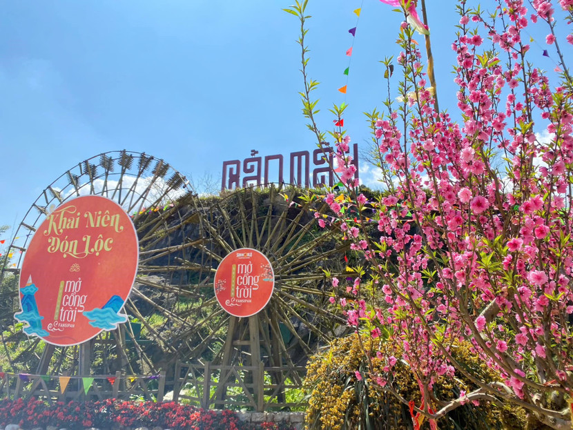 Đào rừng và đỗ quyên lùn tại Bản Mây