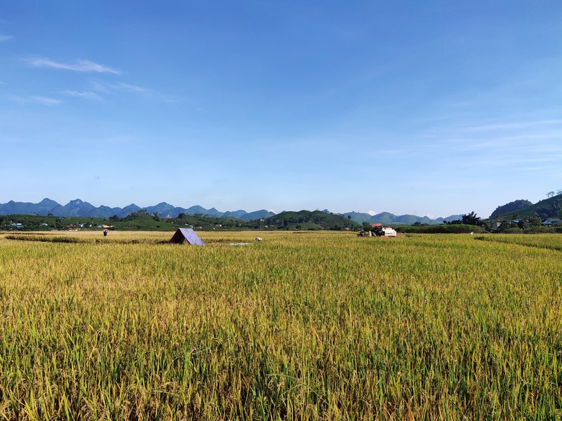 Cánh đồng lúa trên cao nguyên Mộc Châu
