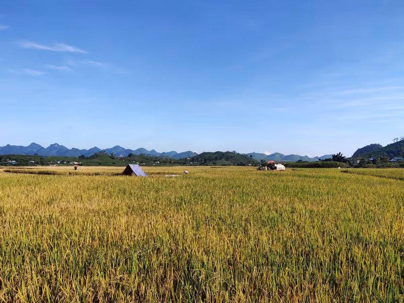 Cánh đồng lúa trên cao nguyên Mộc Châu